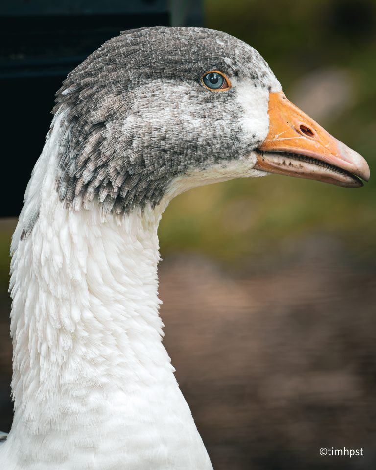 Tim