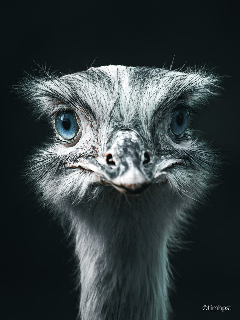 Tim